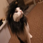 Mister Lion King